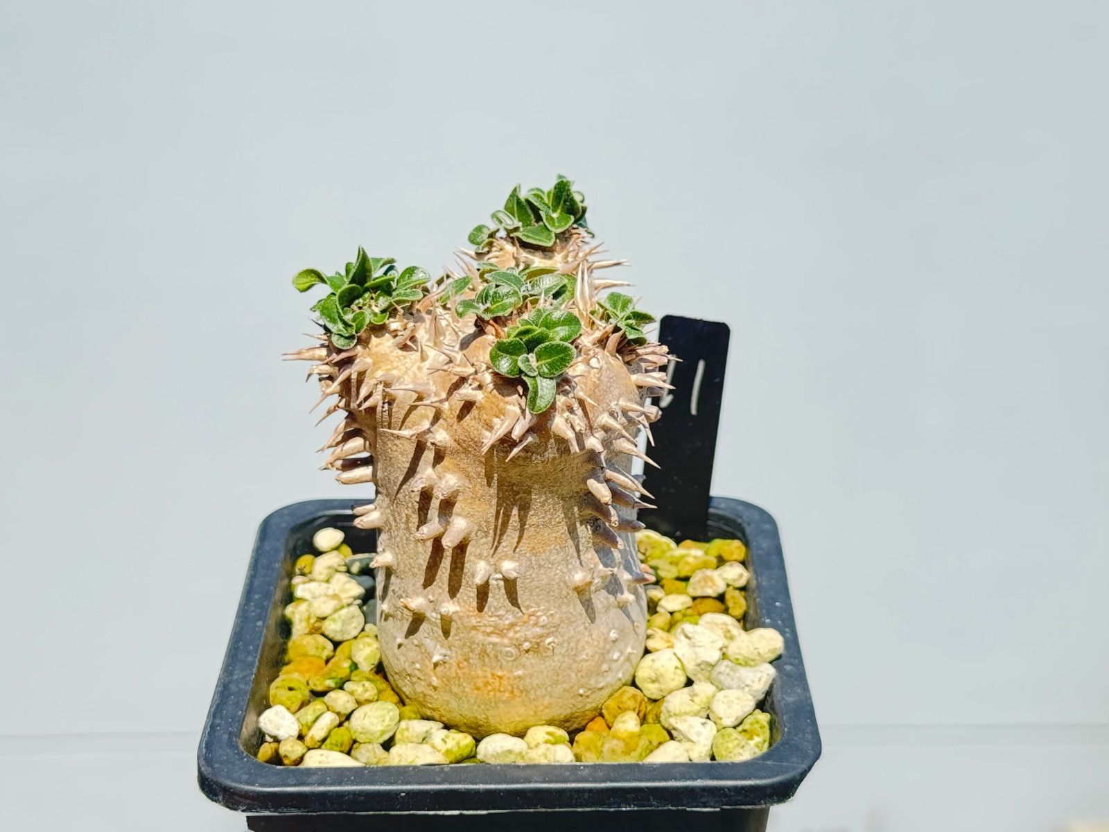 【自家栽培・実生】恵比寿大黒(パキポディウム デンシカウレ) パキポディウム デンシカウレ 恵比寿大黒 実生 【公式通販】