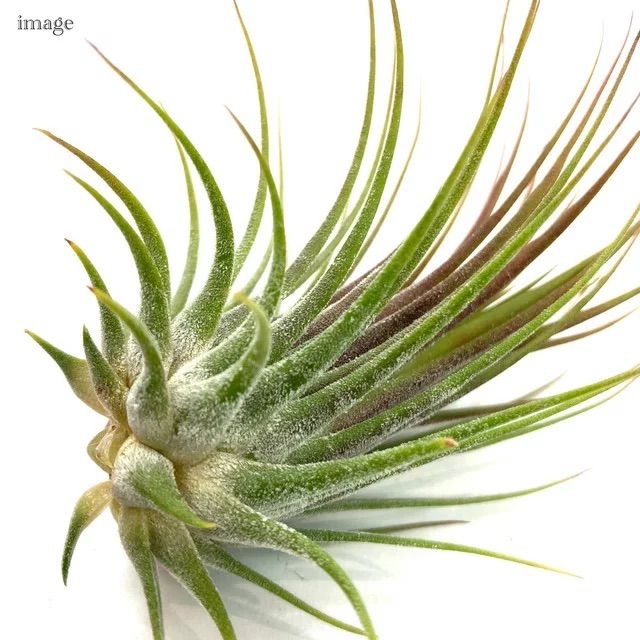 チランジア　イオナンタ　グアテマラ チランジア イオナンタ 'グアテマラ' L size (エアープランツ) - メルカリ