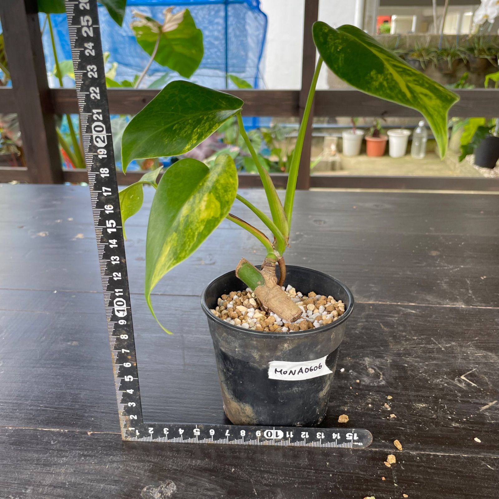 美斑入り】モンステラ ボルシギアナ オーレア 黄斑 ☆*☆様 斑入り