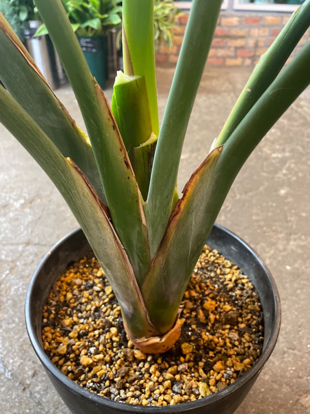 100 本物 新品 未使用 ストレリチア オーガスタ 植物 観葉植物 Lavacanegra Com Mx Lavacanegra Com Mx