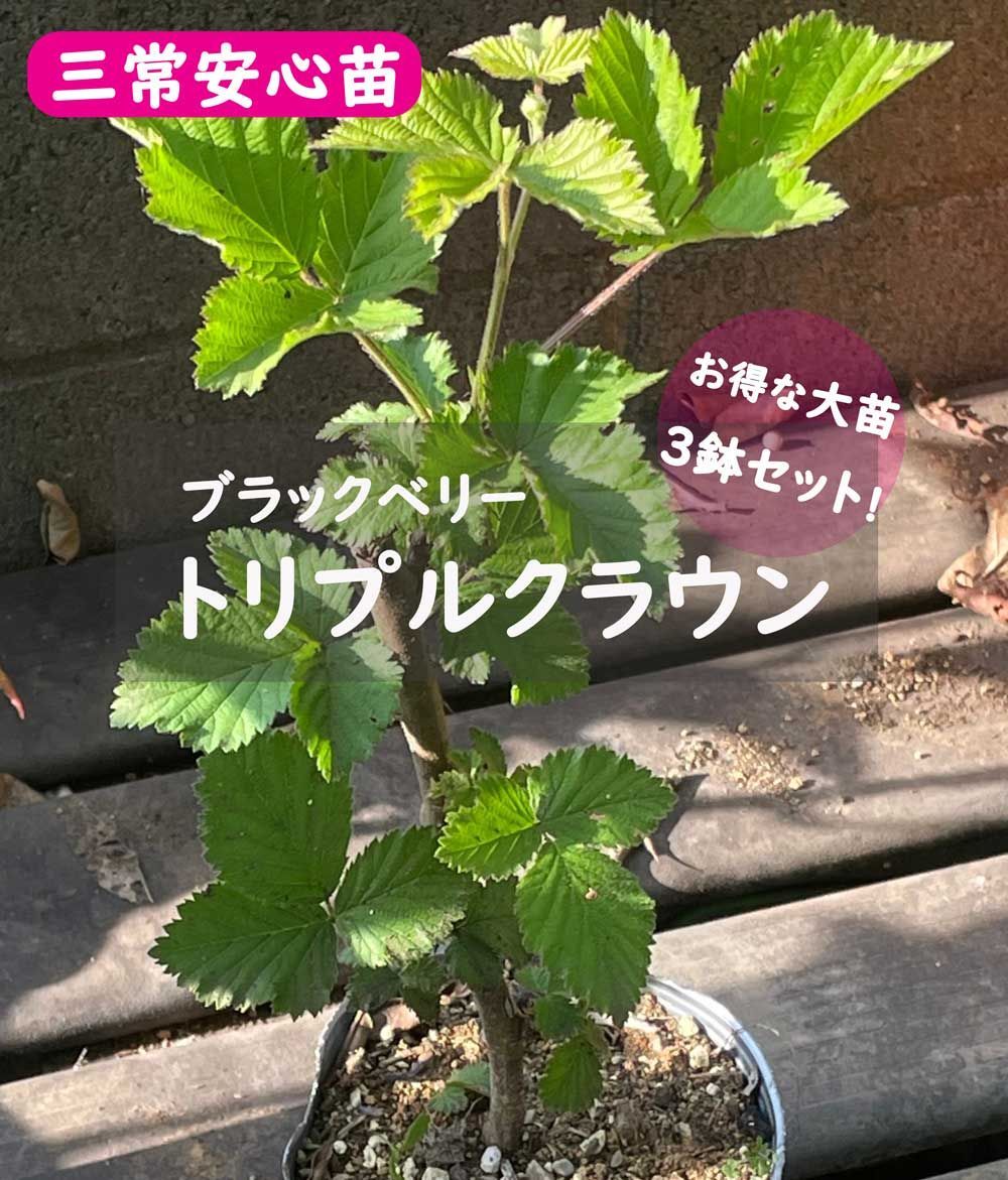 【高糖度トゲなし】ブラックベリー優秀品種トリプルクラウン２年生３鉢セット