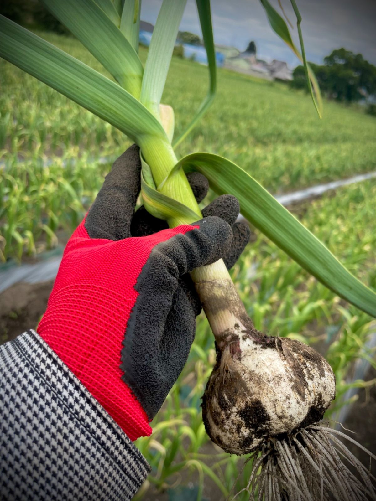 青森県産福地ホワイト六片にんにく種植え付け用30粒農家直送