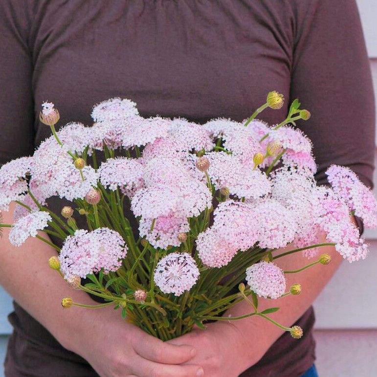 ダイカンドラ 花の種子 30g！緑肥 芝生代用 - 花