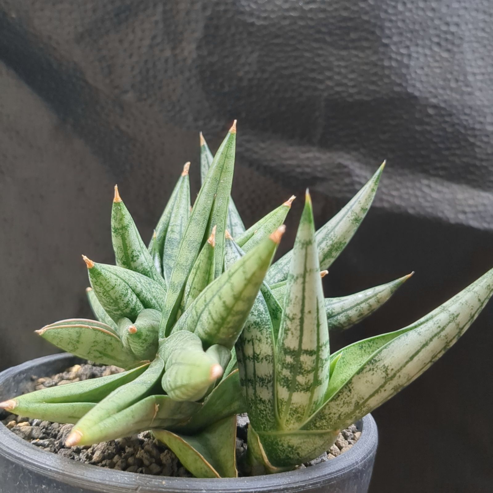 サンセベリア ヤヤ Sansevieria YaYa【現品】早いもの勝ち 鉢のまま