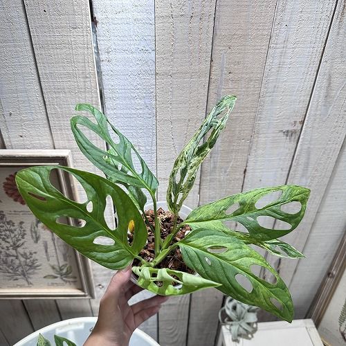 超希少❗️モンステラ　アダンソニー　マドカズラ　斑入り✨ モンステラ アダンソニー マドカズラ斑入り 鉢モスポール付き