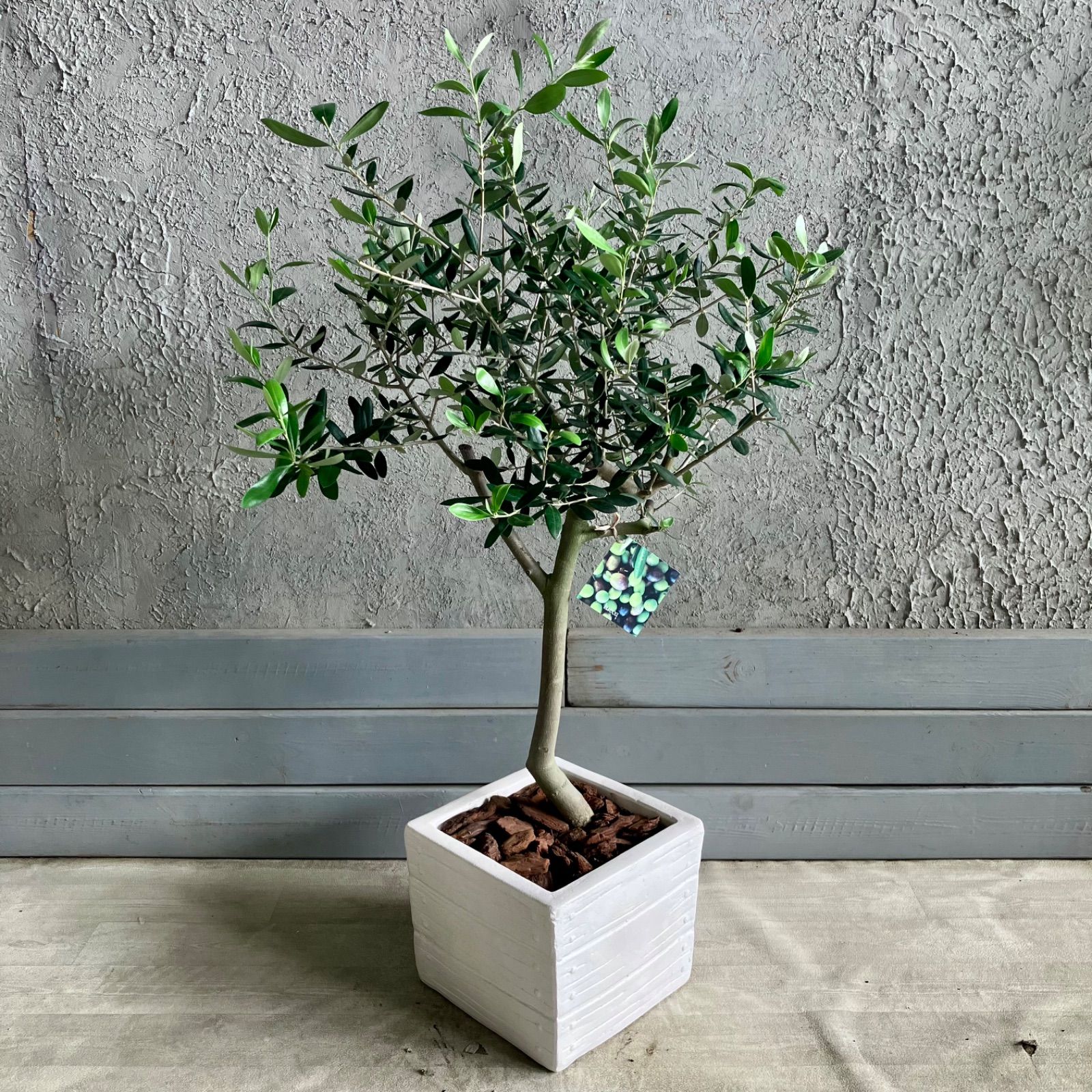 創樹　オリーブ　ルッカ　3 P6073371.jpg?v=1749278917