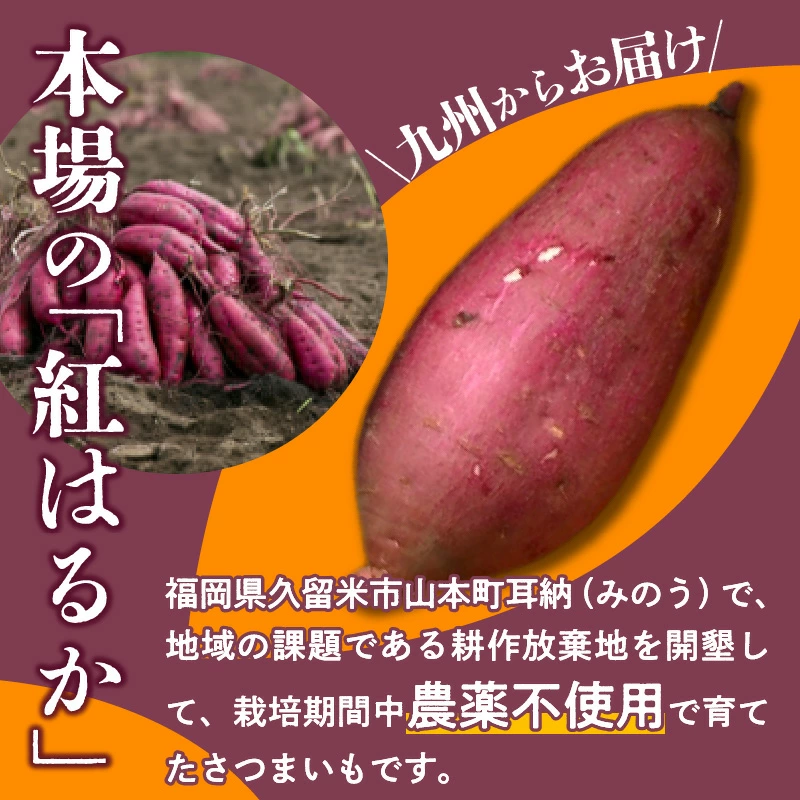 福岡県久留米市産 長期熟成紅はるか  3kg 2Lサイズ  土付き/sweetpotato