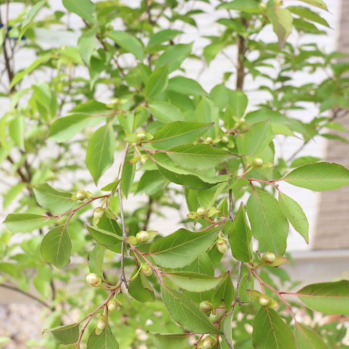 株立ち】ヒメシャラ - メルカリ