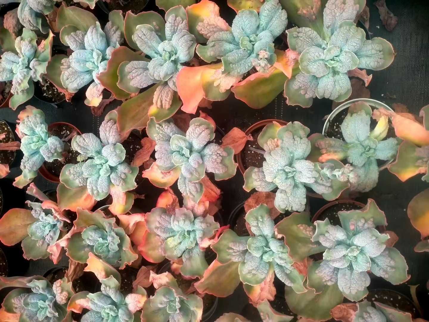 新発売 12株セット エケベリア・バロンボールド（レッド） 抜き苗 多肉