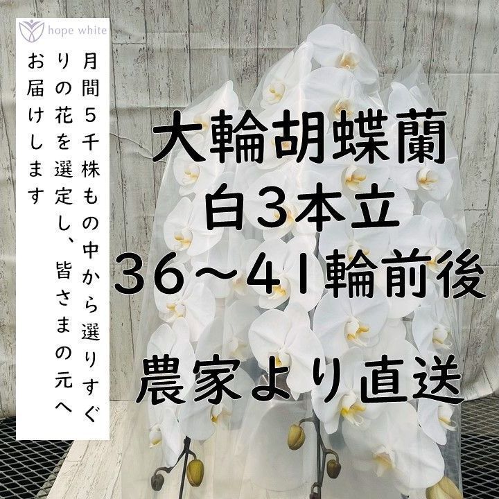 大輪胡蝶蘭白３本立 ３６～４１輪前後 ｜開店 開業 移転 周年 送別 誕生日のお祝いなどに