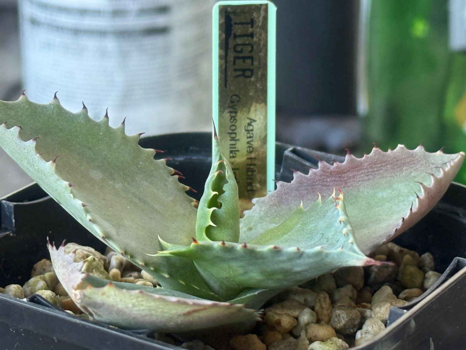 アガベ ハイブリッド ジプソフィラ✖︎イシスメンシス - メルカリ