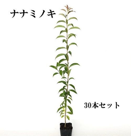 30本セット ナナミノキ樹高0.5m前後10.5cmポット