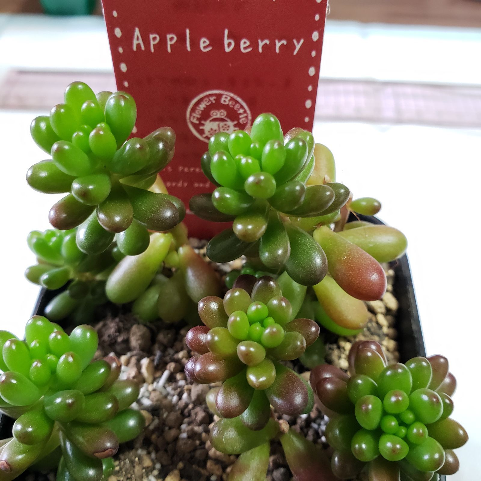 多肉植物 セダム アップルベリー 抜き苗 - メルカリ