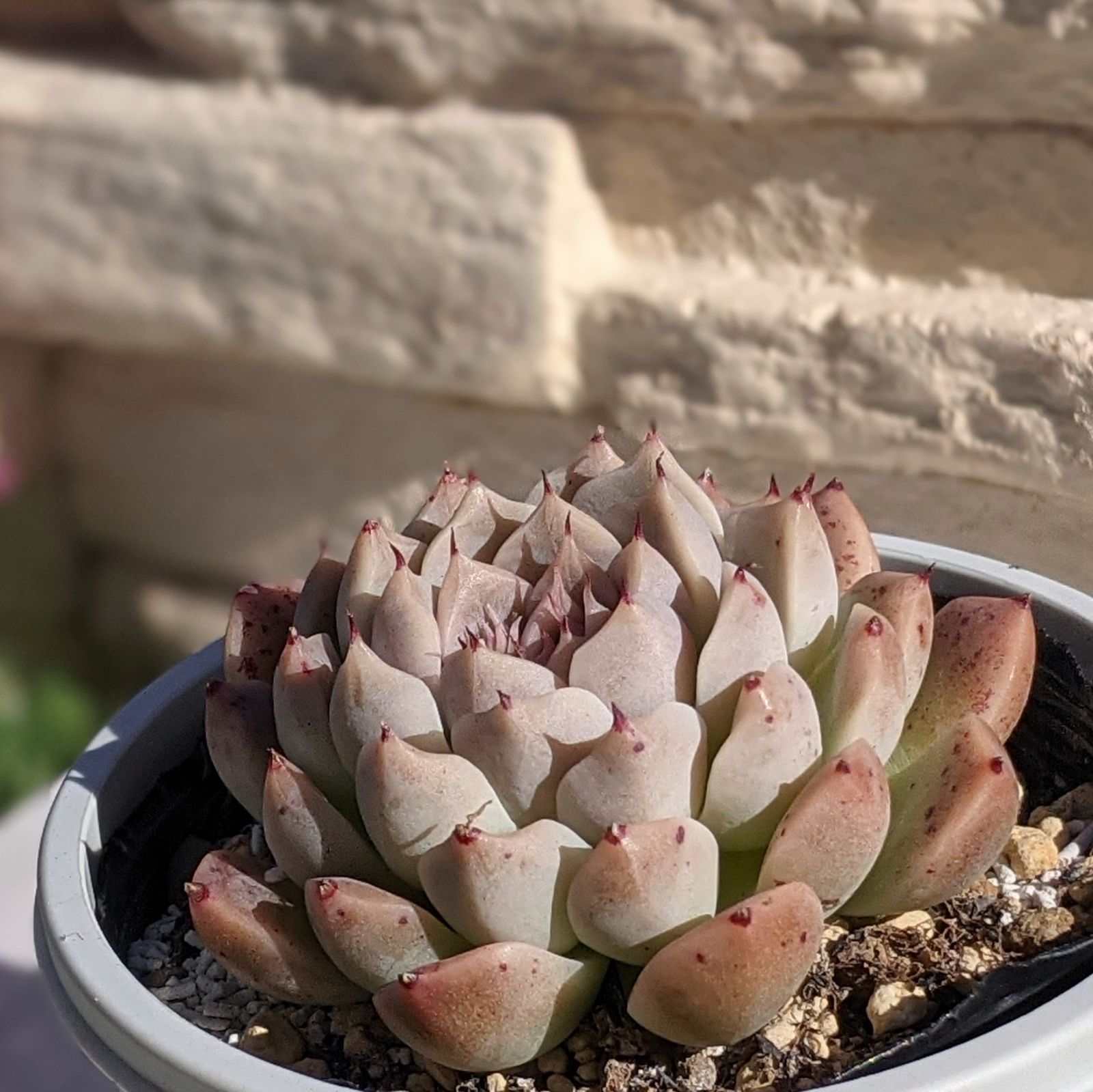 レッドサークル 多肉植物 抜き苗 エケベリア - メルカリ