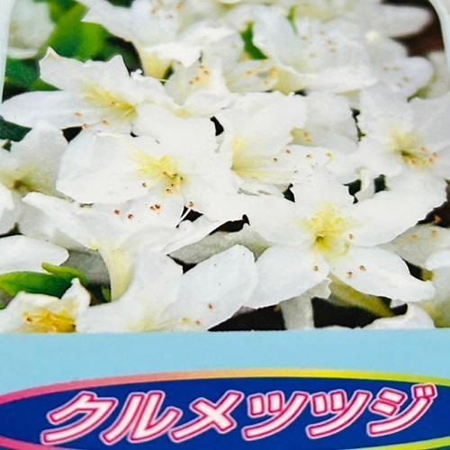 クルメツツジ