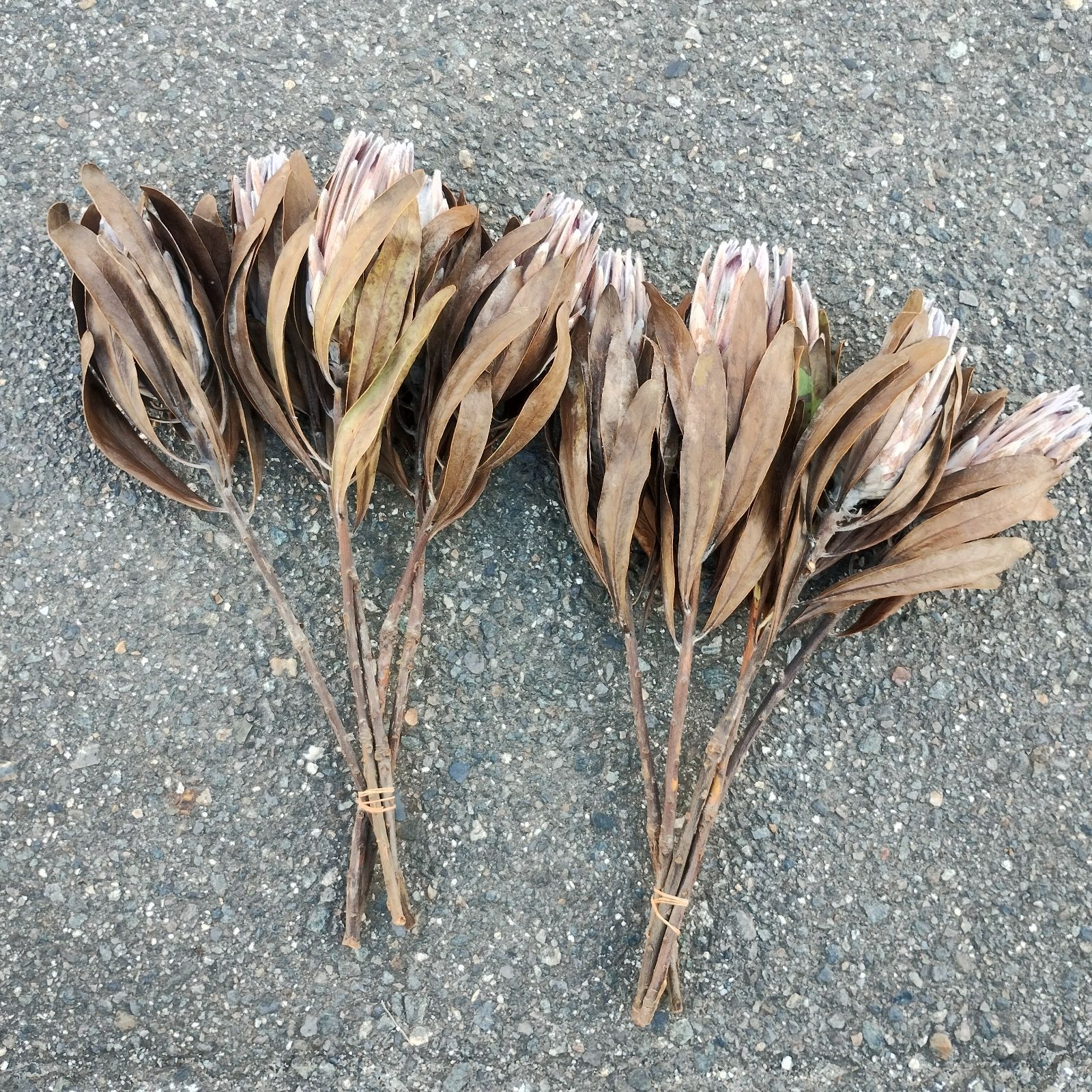 紫陽花ドライフラワー e7 120サイズ 秋色紫陽花 北海道産 ドライ