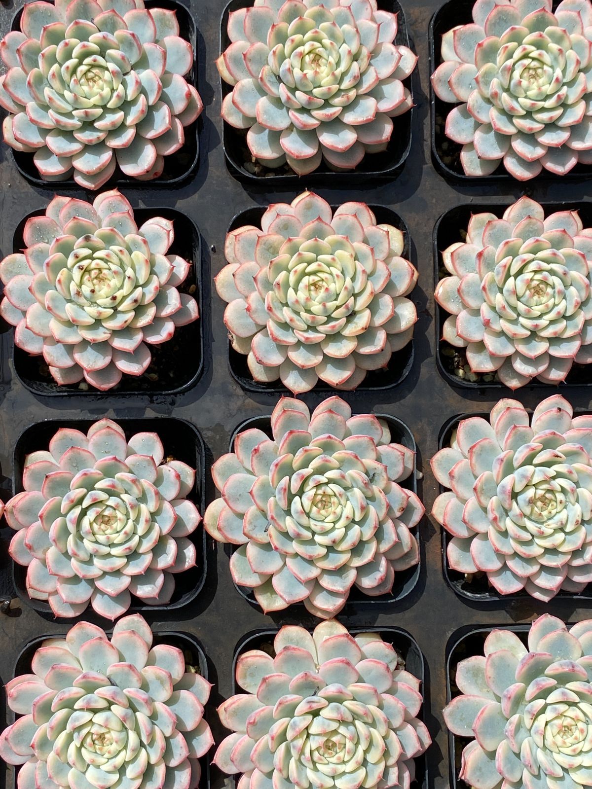 50株の抜き苗セット ブルーミニマ単頭