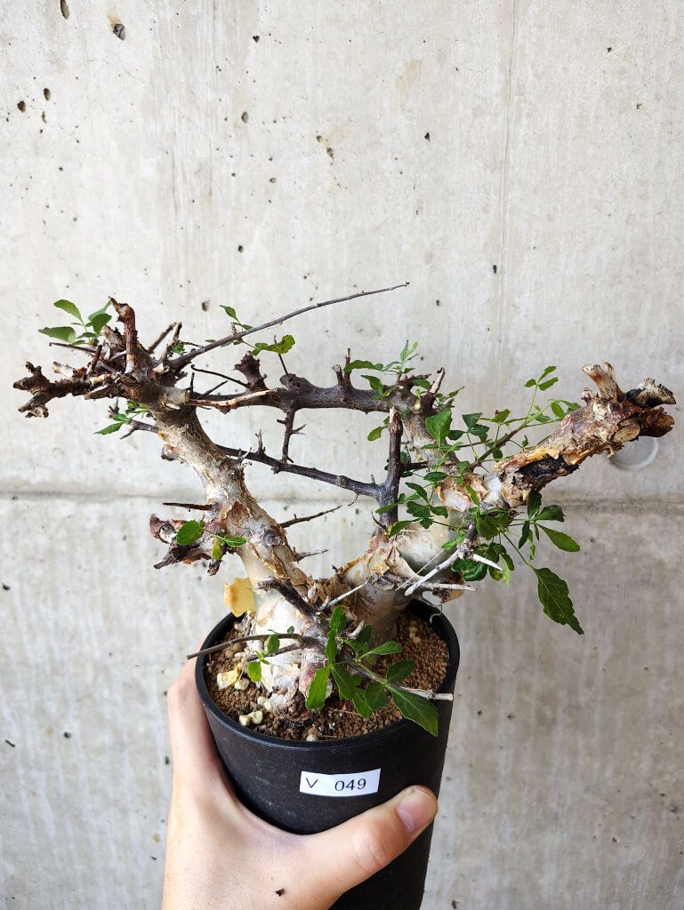 コミフォラ カタフ 発根済み 現地球 塊根植物 コーデックス コミフォラ