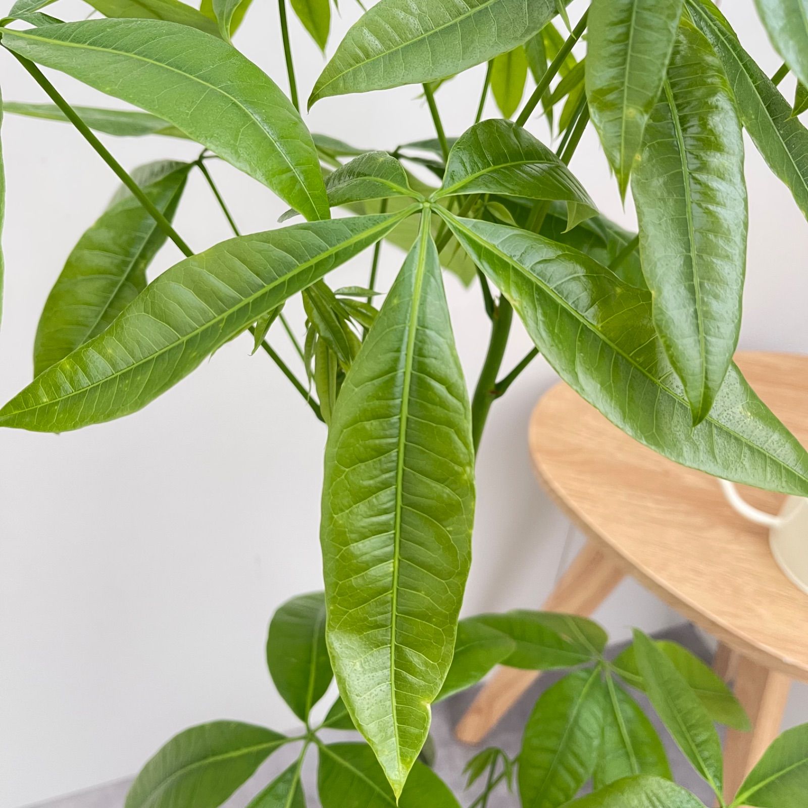 観葉植物