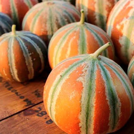 カジャリメロンの種(自然栽培) - メルカリ