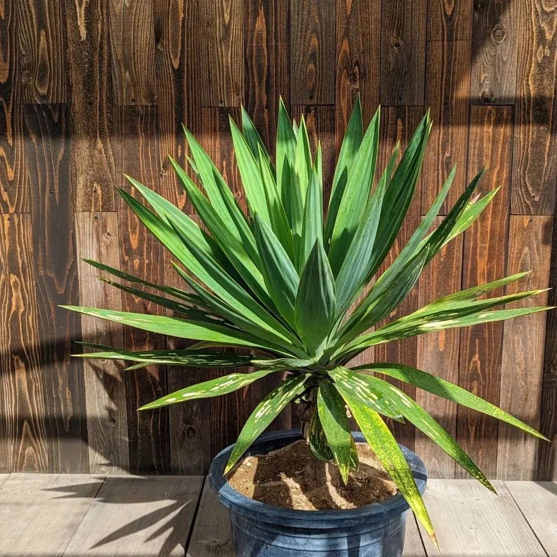 班入り蘇鉄 キミガヨラン 班入り蘇鉄 キミガヨラン 極太古木】ユッカ グロリオサ 3頭