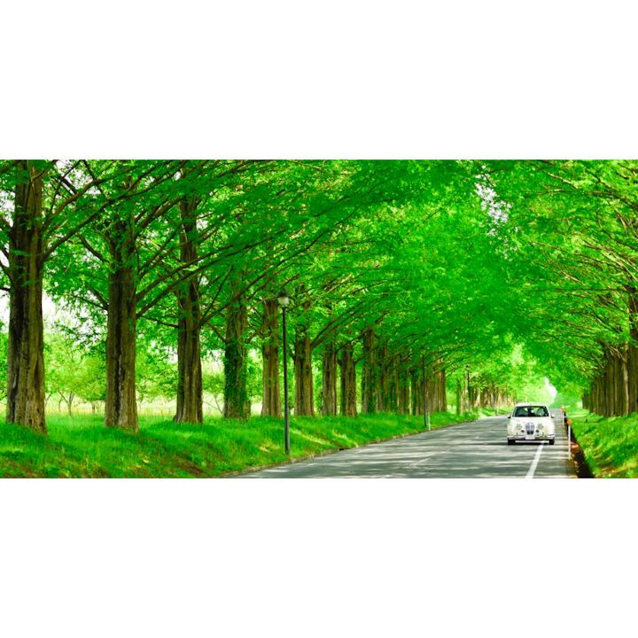 絵画風 壁紙ポスター (はがせるシール式) -地球の撮り方- どこまでも続く並木道 メタセコイア並木の新緑 日本街路樹百景 滋賀県高島市 パノラマ キャラクロ C-ZJP-042S1 (1152mm×576mm) ＜日本製＞ 