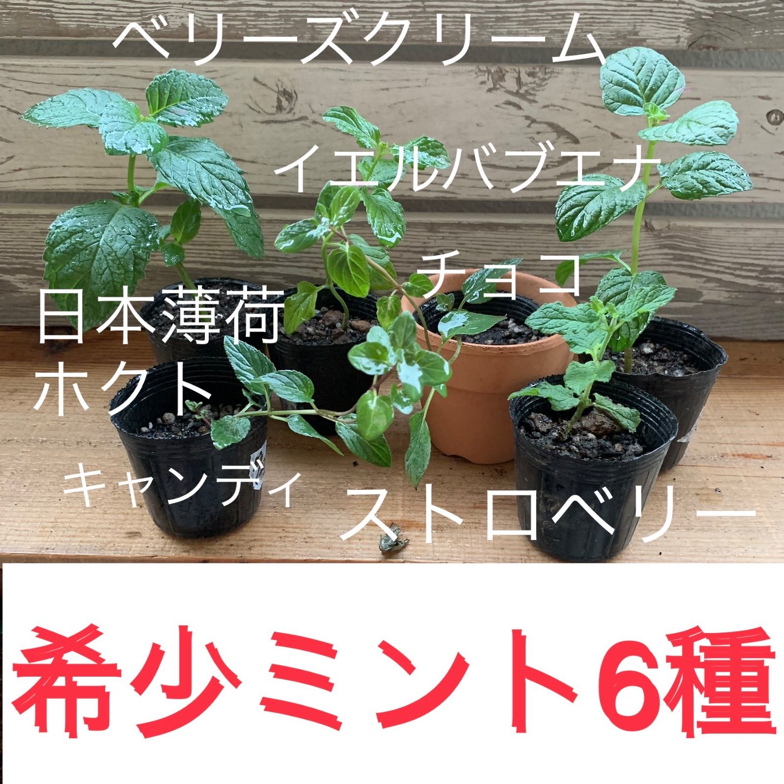 希少ミント 6種 日本薄荷 ホクト入り 料理 チンキ 防虫 メントール