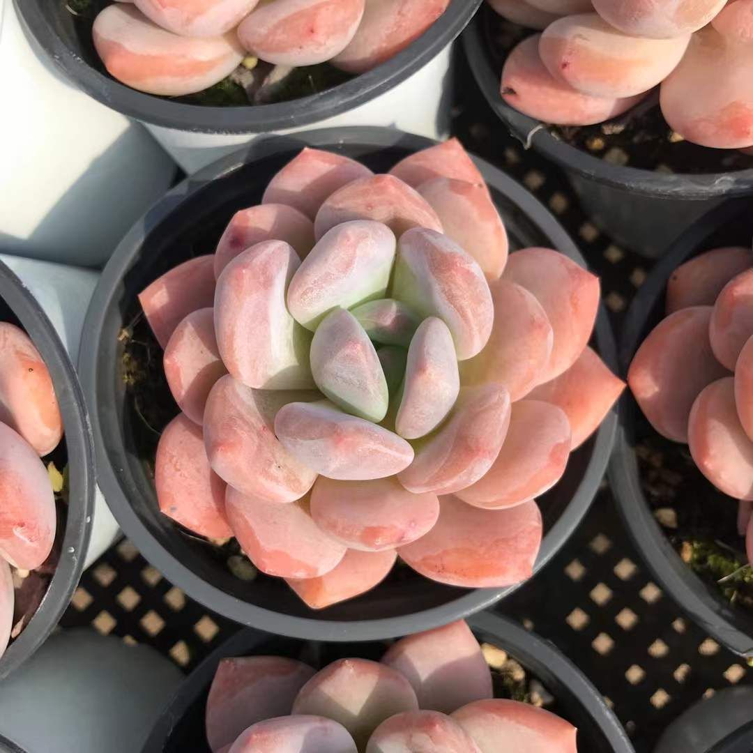 SKL1244×36 シャンチェン 抜き苗 多肉植物 アエオニウム エケベリア 韓国苗