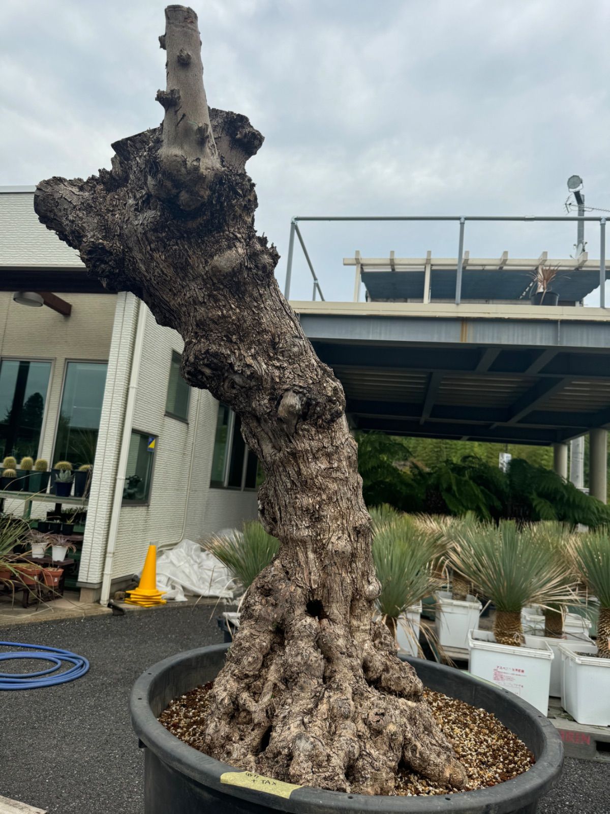 オリーブ古木 No.3 ロックガーデン ドライガーデン 南国植物 - メルカリ