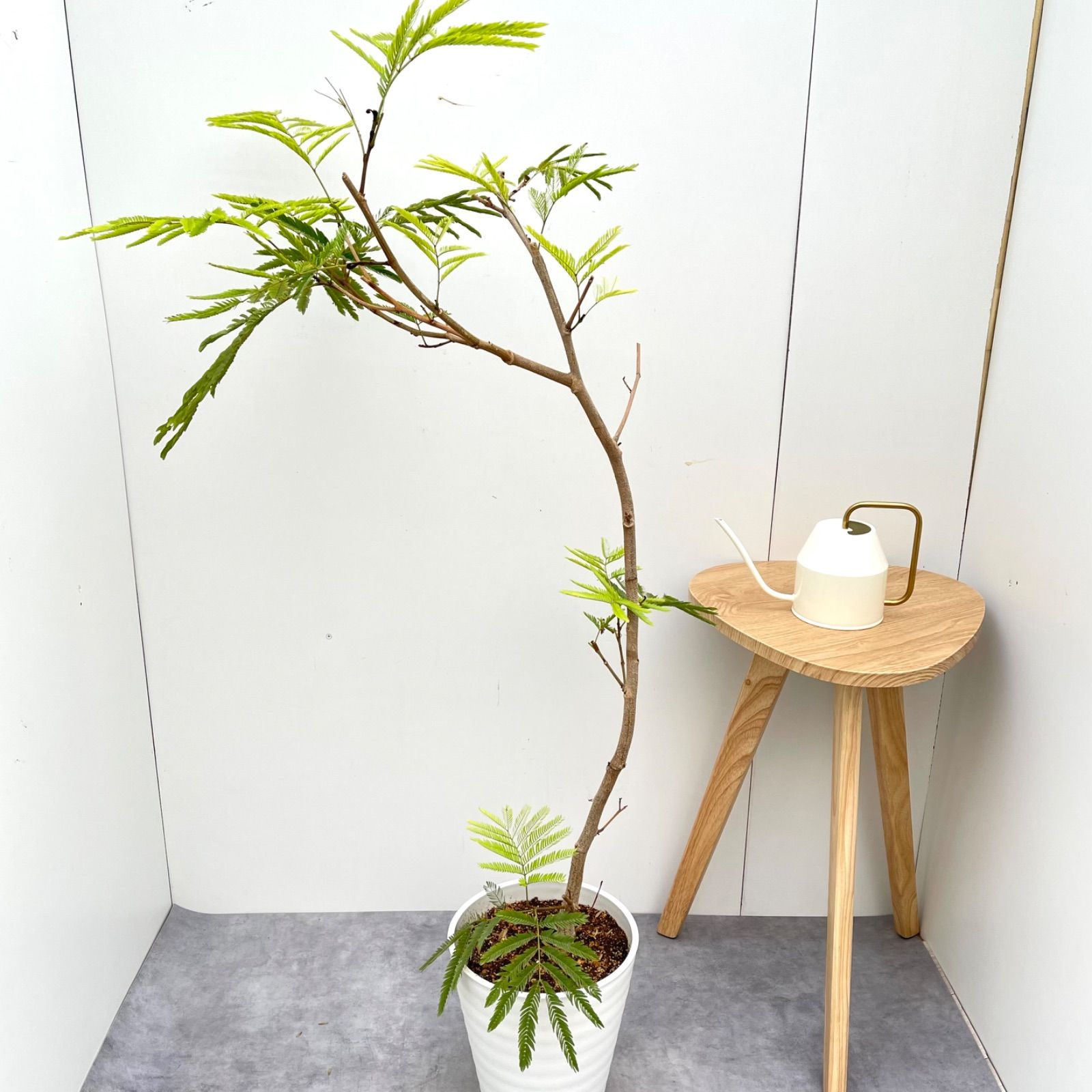 エバーフレッシュ 曲がり 2【現品】観葉植物 大型 室内 - メルカリ