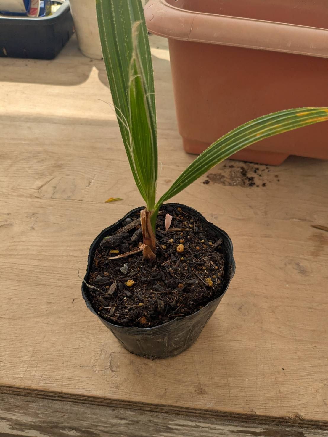 Washingtonia filifera