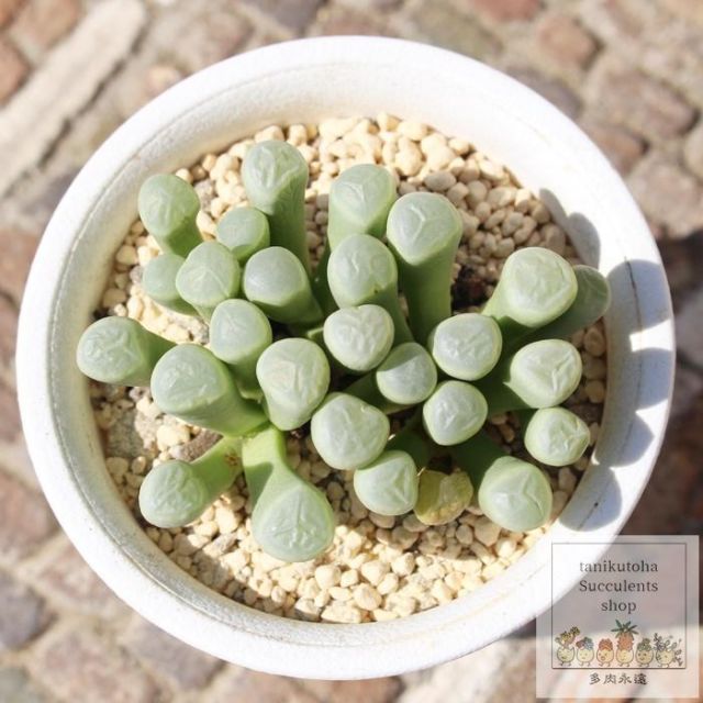 多肉植物 五十鈴玉錦 最上級斑入り 鮮明錦 - メルカリ