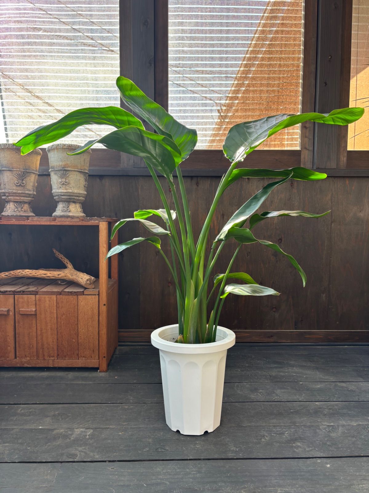 ⑦　ストレリチア　オーガスタ　8号　３株植え　特大苗木最高等級極上品‼️ ⑧ ストレリチア オーガスタ 8号 3株植え 特大苗木最高等級極上