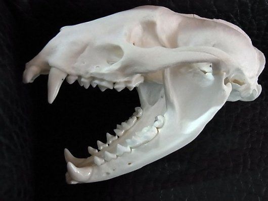 美！アジア アナグマ（Asian badger）の頭骨 ☆ 即納 ☆ 美！アジア アナグマ（Asian badger）の頭骨 - 頭骨