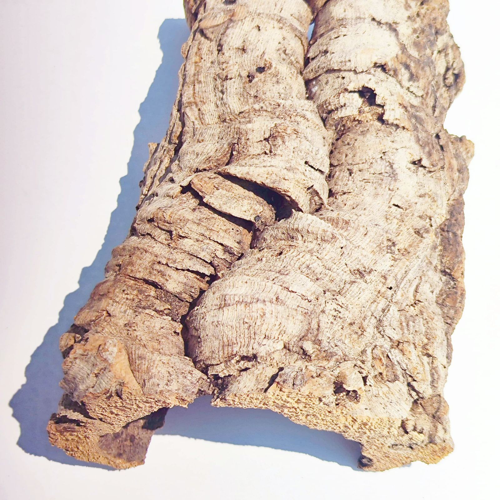 250816 ポルトガル産 キャノンコルク コルク樹皮 コルク板