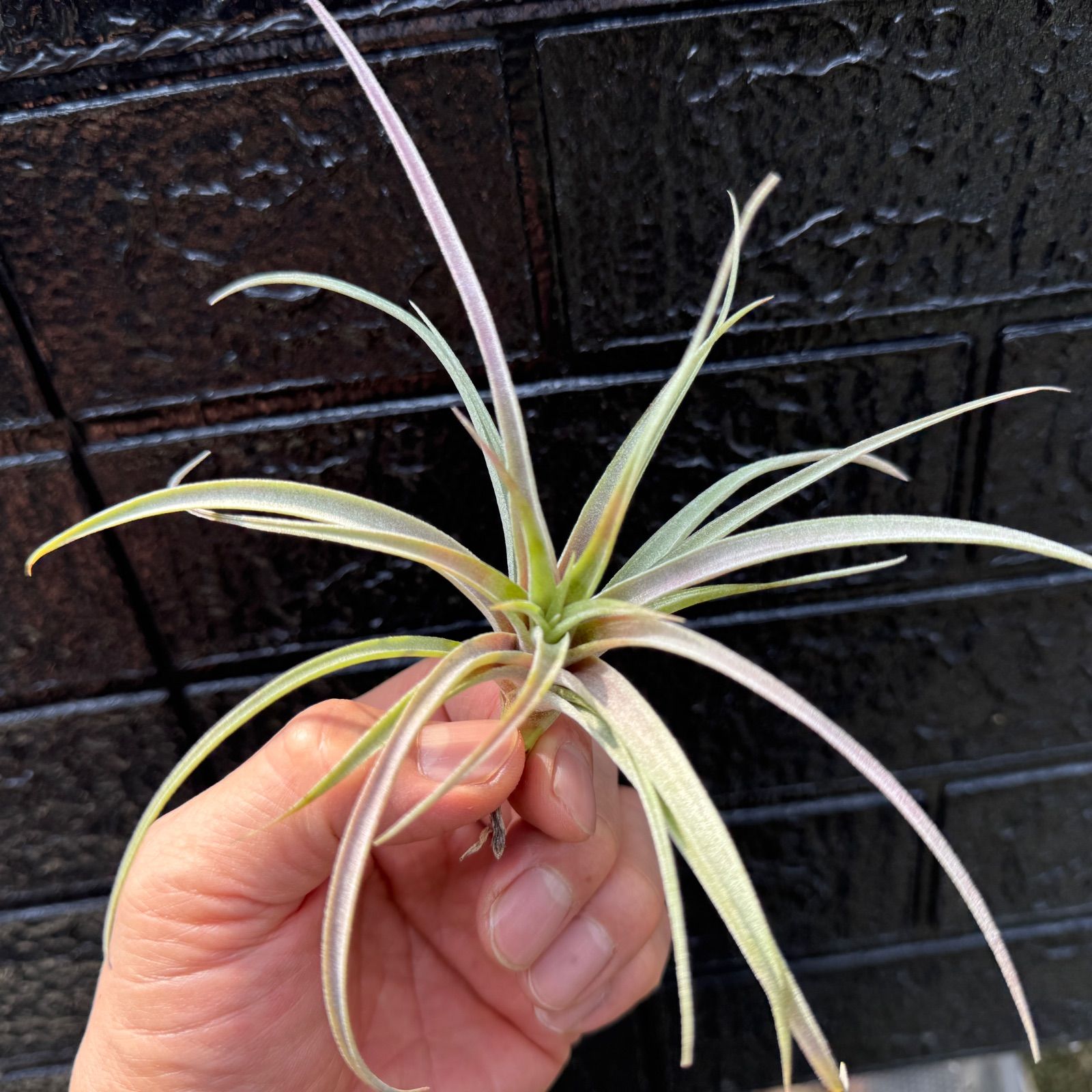 大＊ チランジア キセログラフィカ × ブラキカウロス Tillandsia