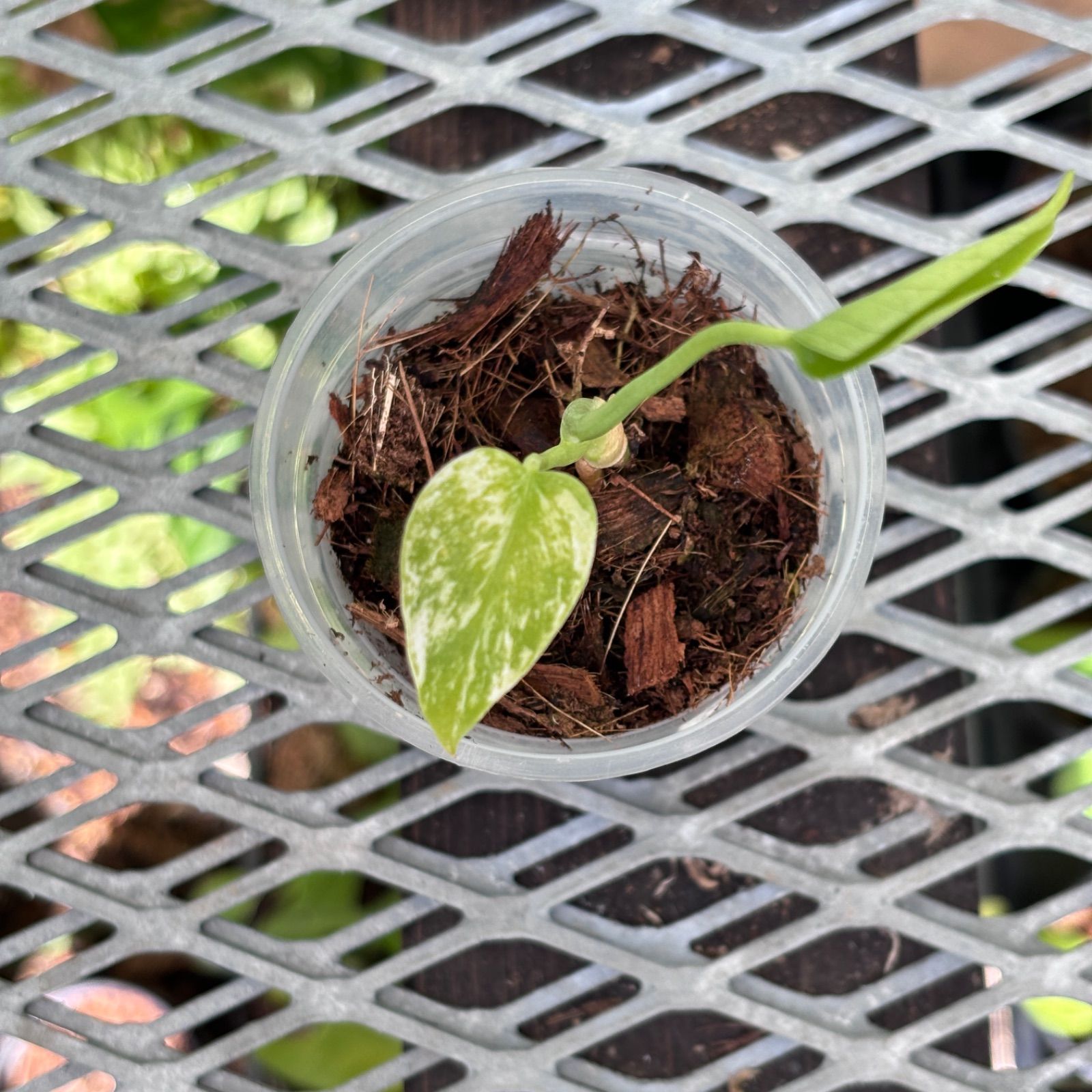 天津蘭】モンステラ デリシオーサ ホワイトモンスター - メルカリ