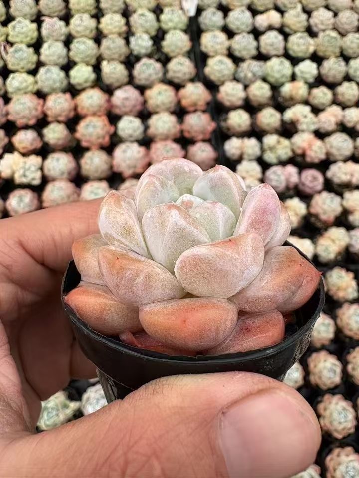 50株の抜き苗セット】リリースー 多肉植物 佐川急便発送