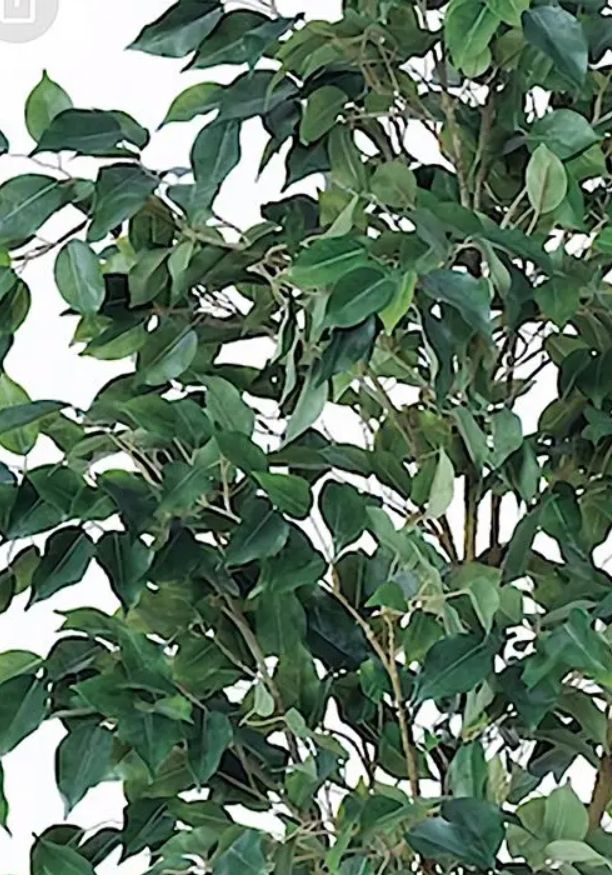 光触媒　人工観葉植物　ウォールグリーン　フェイクグリーン　フィカスツリー1.8m