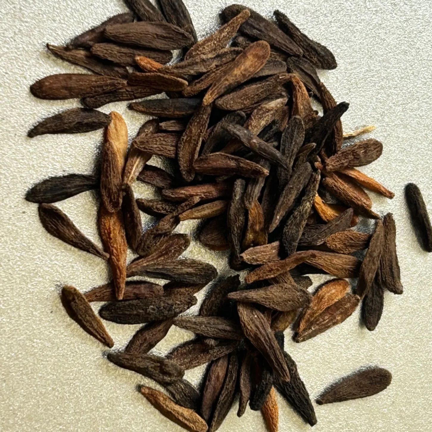 種子50粒パキポディウムアンボンゲンPachypodiumAmbongense 種子10粒 パキポディウム アンボンゲンセ Pachypodium ambongense