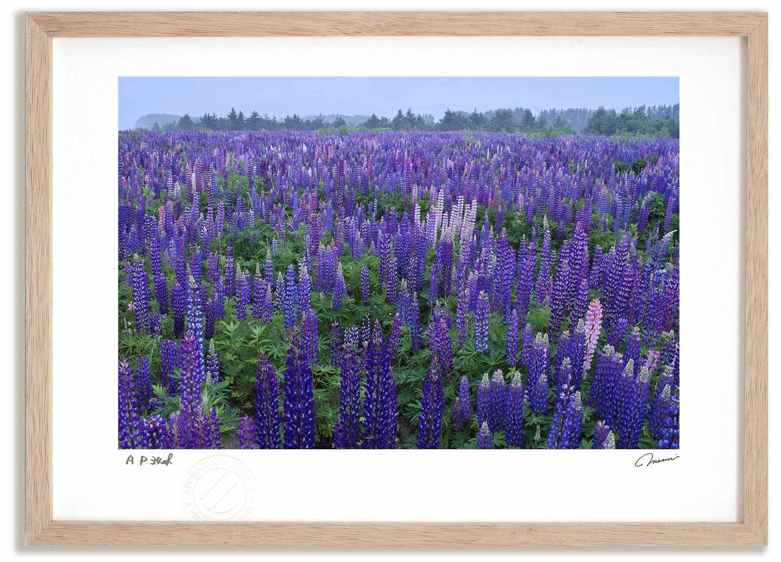  アートフォト 絵画 大群生のルピナス1 高橋真澄/インテリア 額入り 額装込 風景画 油絵 ポスター アート アートパネル リビング 玄関 プレゼント モダン アートフレーム 飾る Mサイズ おしゃ 写真