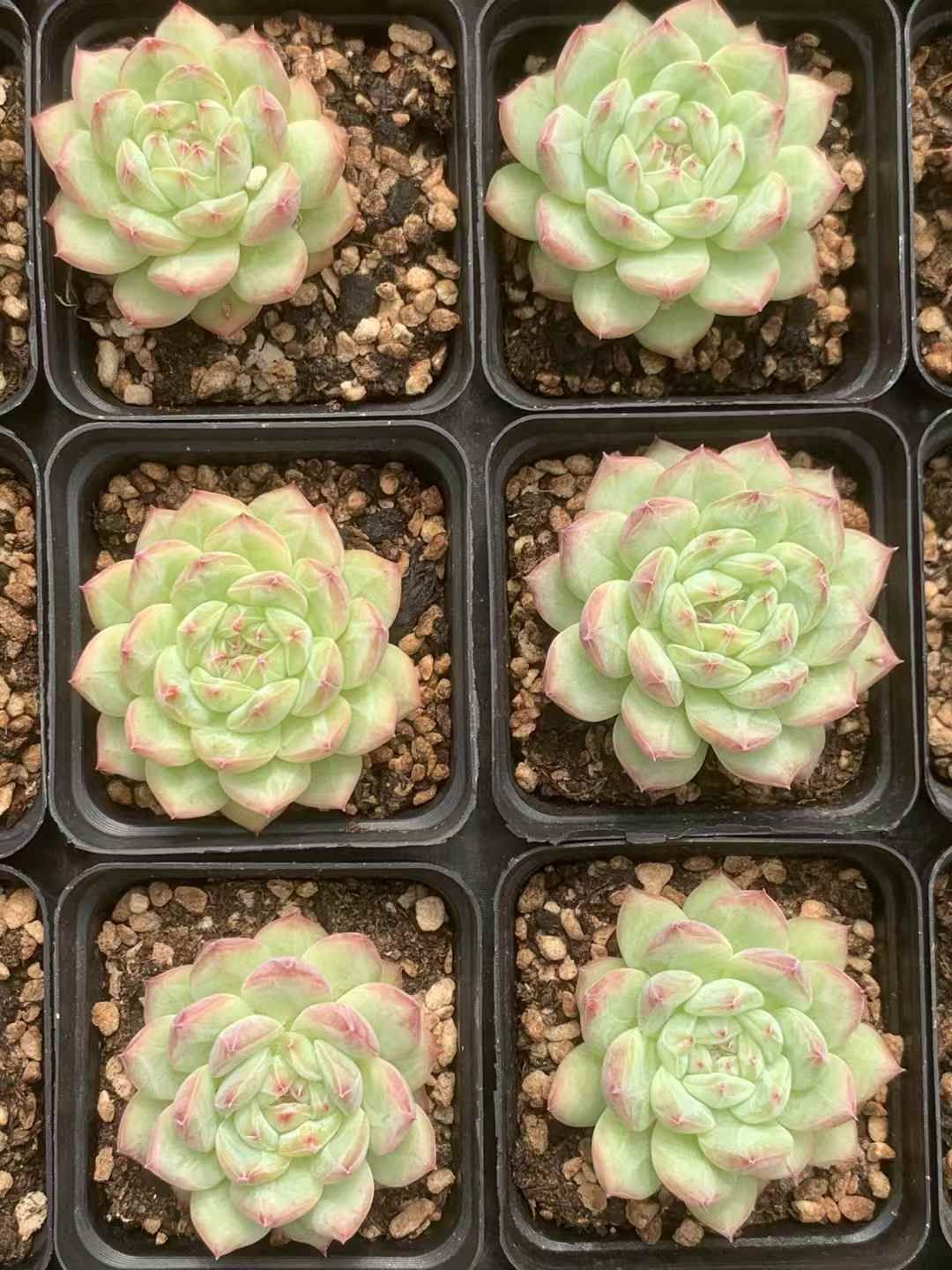 多肉植物 アエオニウム