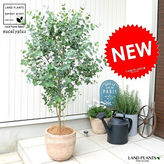 ユーカリ ポポラス スクエア型テラコッタ鉢植え 苗 ユーカリ ポポラス