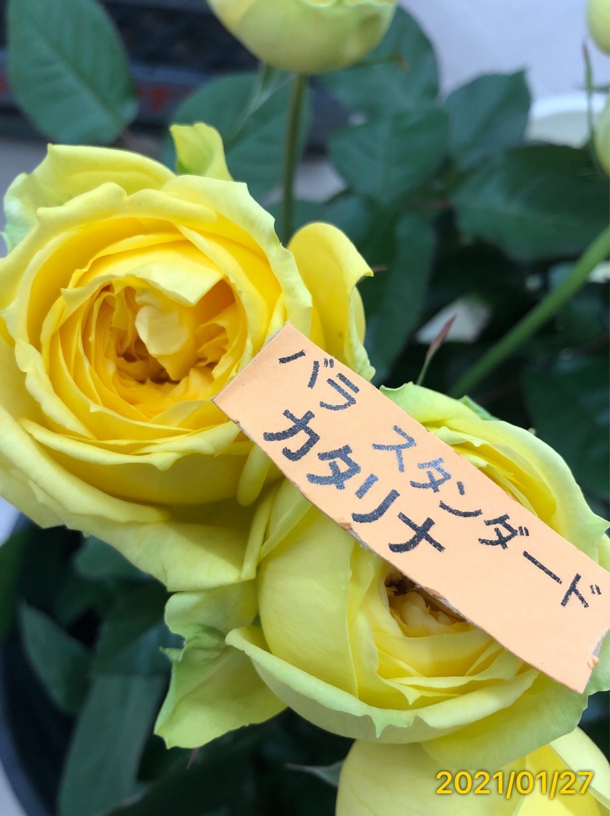 見つけた人ラッキー！ バラの挿し木苗 カタリナ 切り花 - 苗木・植木