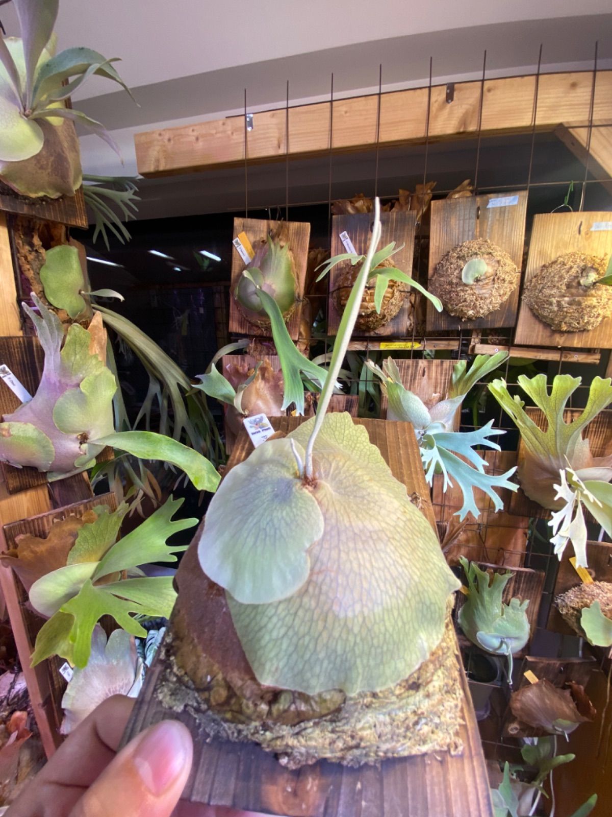 P.Mickey Rainbow（OC）ミッキーレインボー ビカクシダ - メルカリ