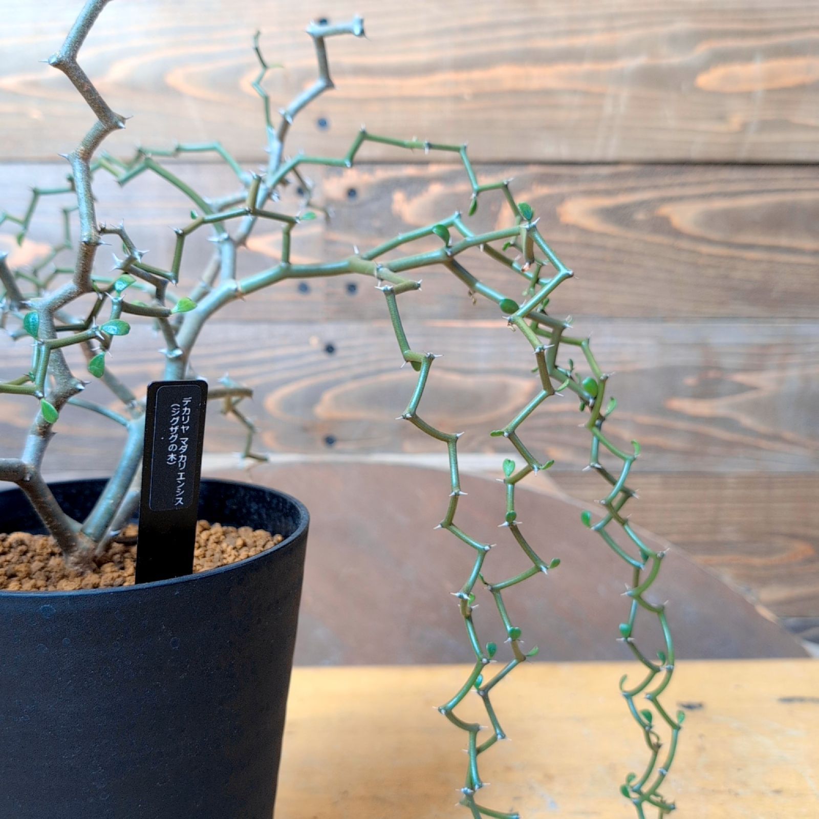 デカリア マダガスカリエンシス【 ジグザグの木 ショップ 】鉢のまま