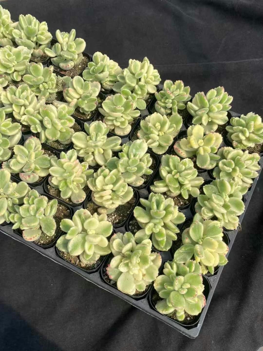 抜き苗 ホワイトベア MY286×40株 ふっくら 多肉植物 エケベリア