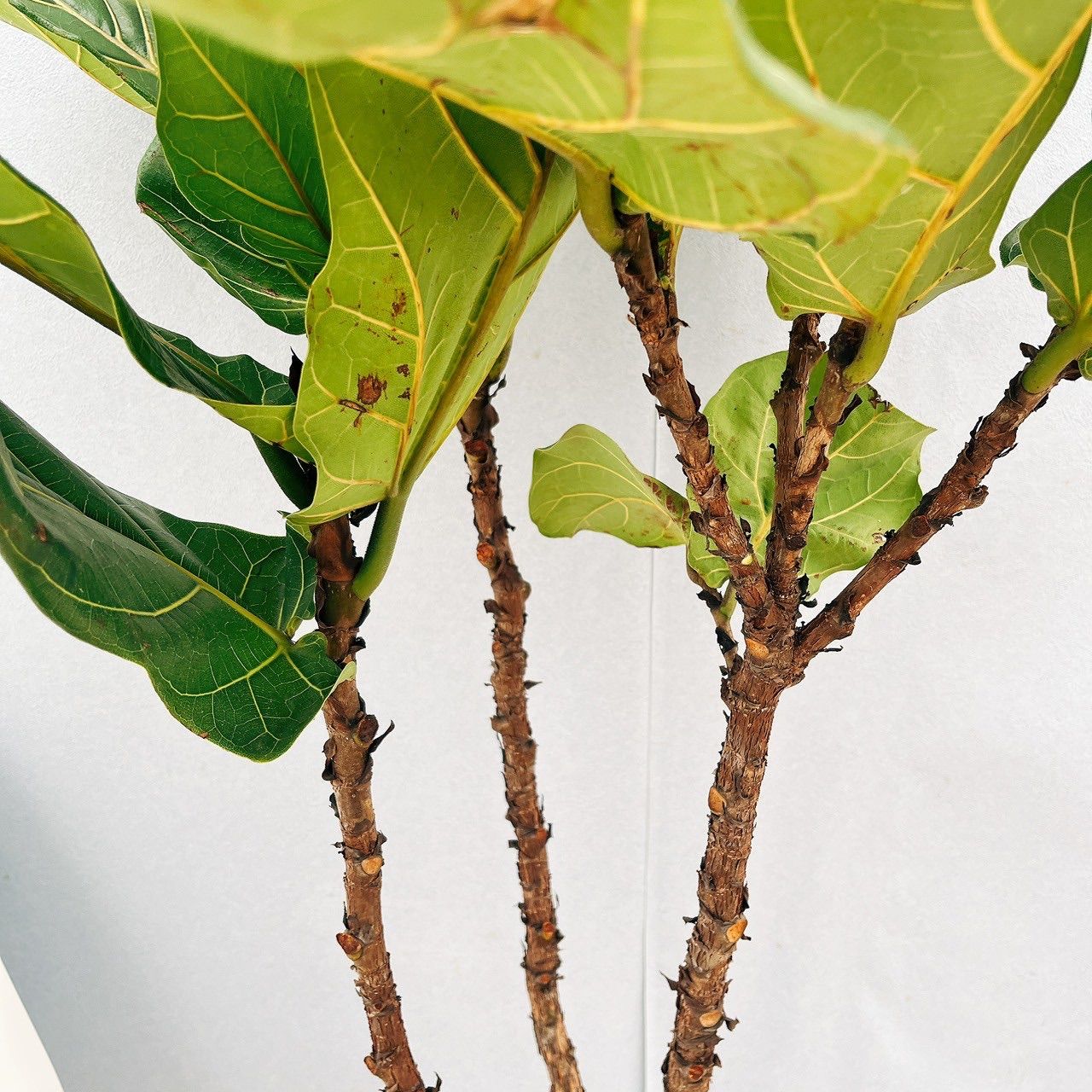 現品］※売約済※ 法人価格 6番 カシワバゴムの木 フィカス