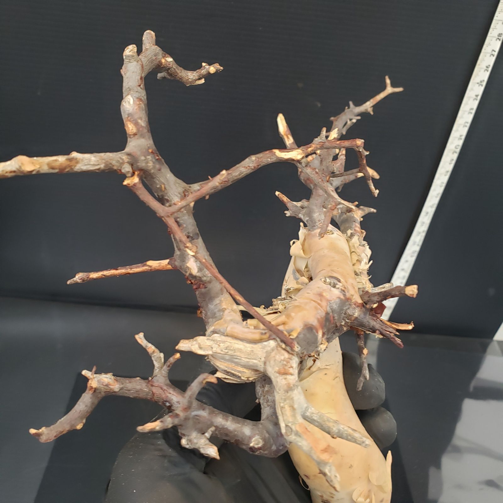 塊根植物 コミュフォラ