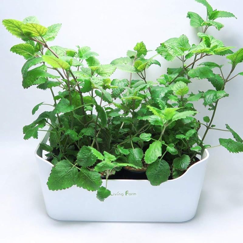 無農薬野菜 ハーブ苗作りキット＋ハイドロボールで苗を育成するキット